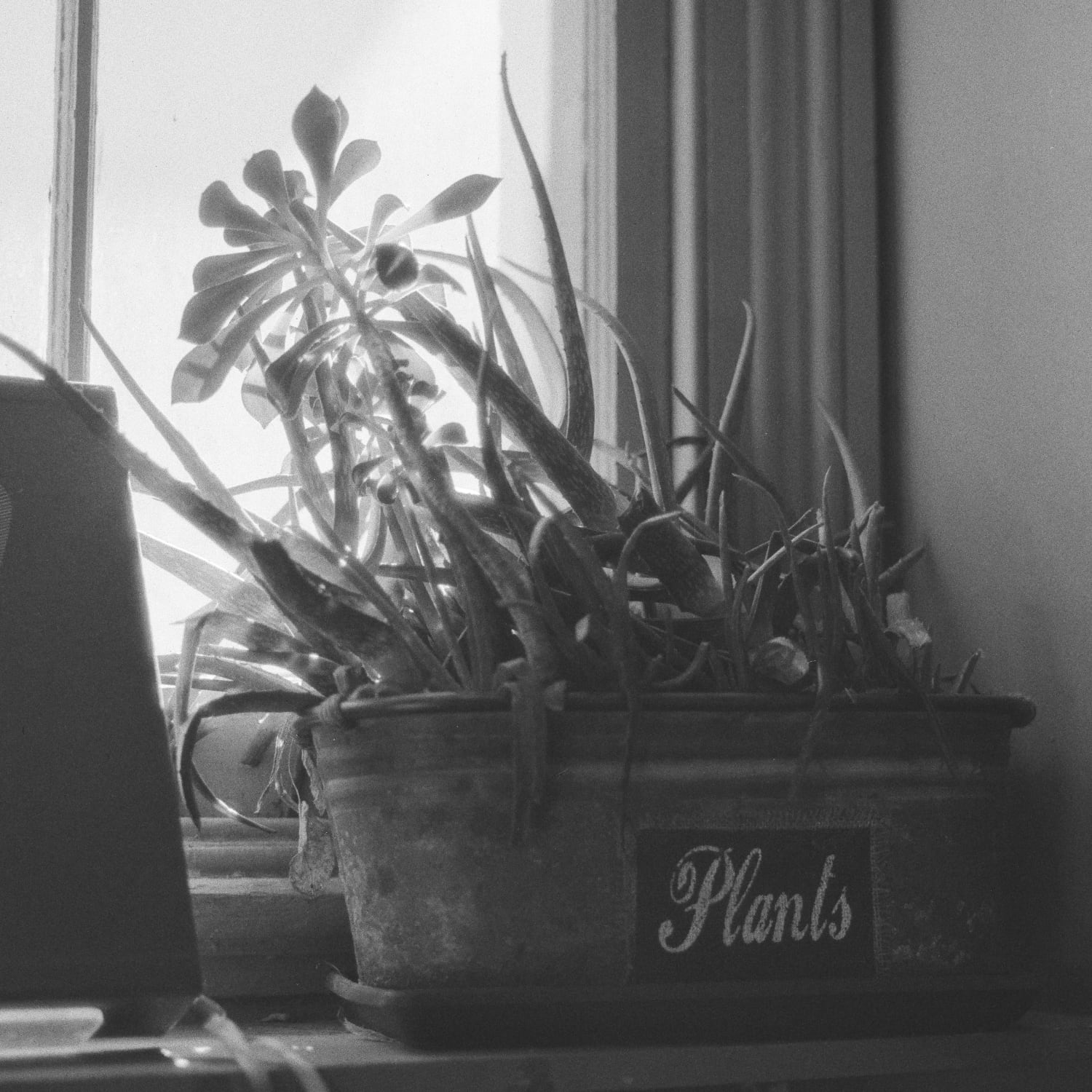Plants in a flower pot